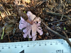 Trogia cantharelloides