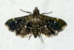 Diathrausta reconditalis