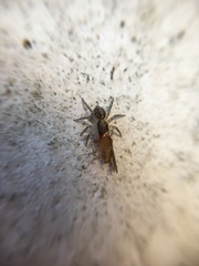 Saitis variegatus