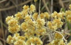 Achyrocline saturejoides