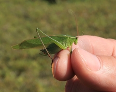 Scudderia curvicauda