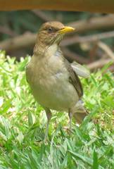 Turdus amaurochalinus
