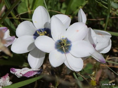 Ixia versicolor