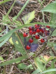 Solanum dulcamara