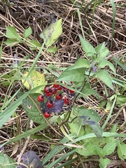 Solanum dulcamara