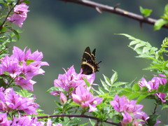 Papilio garamas garamas