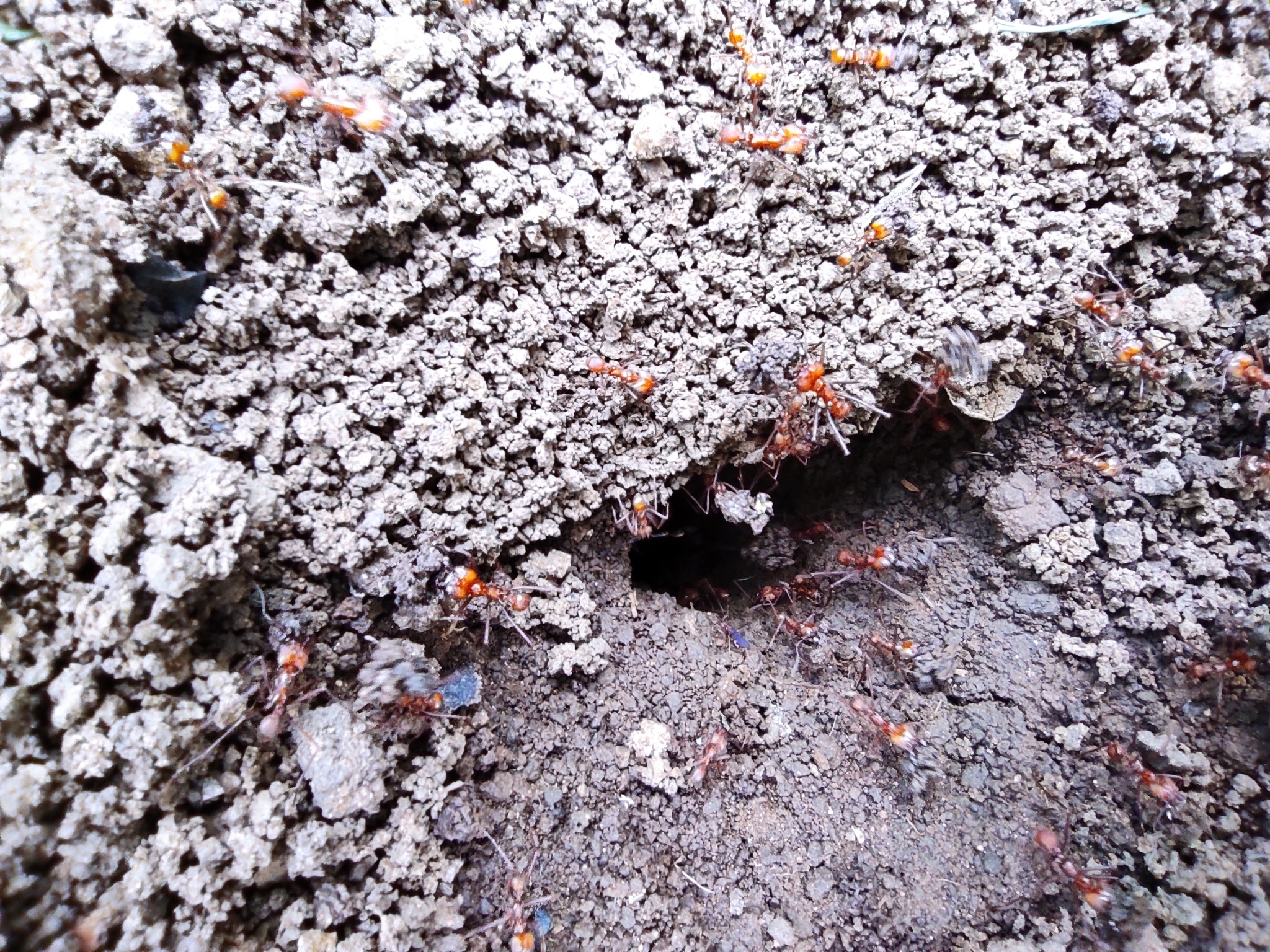 Atta cephalotes