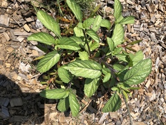 Stachytarpheta jamaicensis