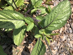 Stachytarpheta jamaicensis