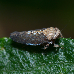 Excultanus excultus