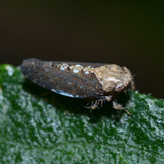 Excultanus excultus