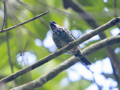 Tangara nigroviridis
