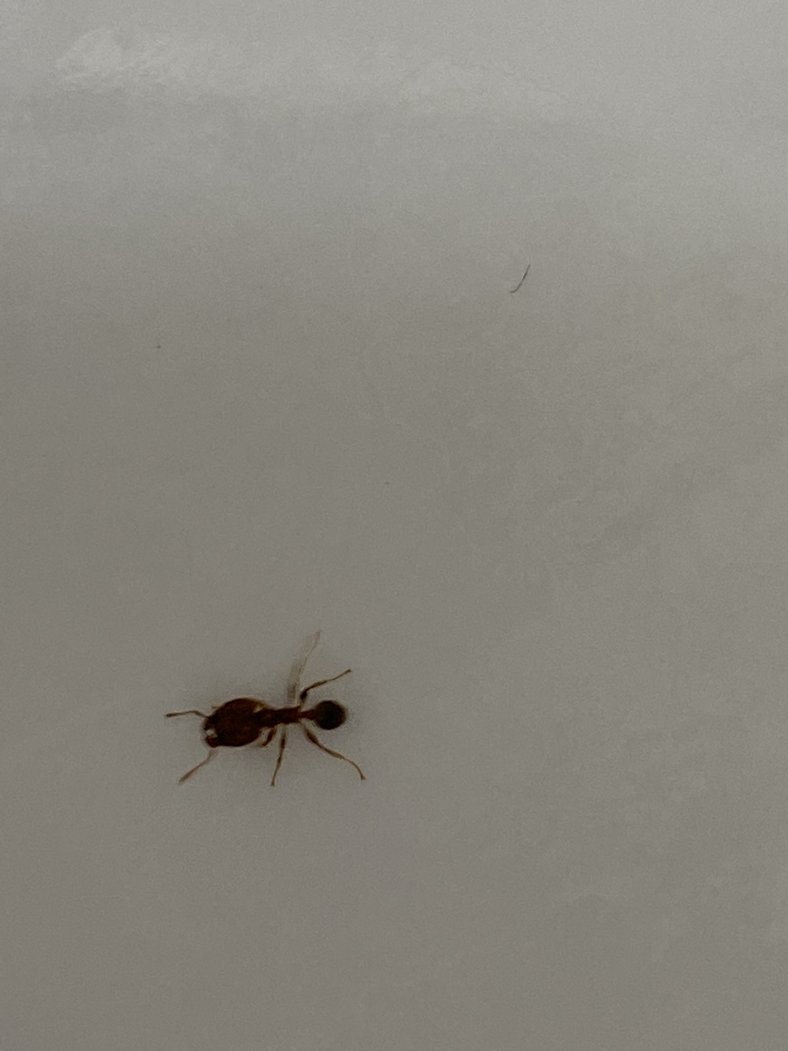 Pheidole megacephala