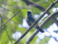 Tangara nigroviridis