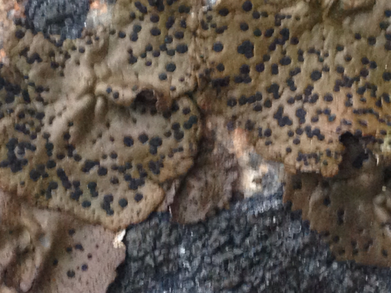 Umbilicaria image