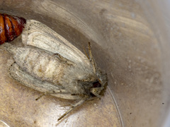 Bathytricha truncata