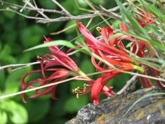 Sprekelia formosissima