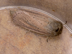 Bathytricha truncata