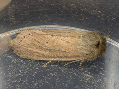 Bathytricha truncata