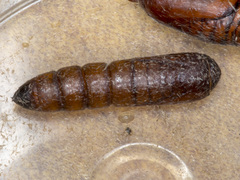 Bathytricha truncata