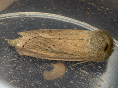 Bathytricha truncata