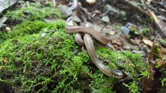 Hebius vibakari