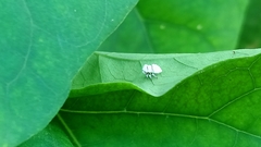 Membracidae