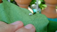 Membracidae