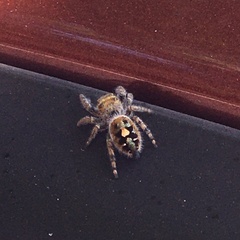 Phidippus audax