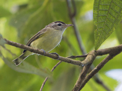 Vireo leucophrys