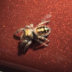 Phidippus audax