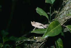 Brookesia superciliaris