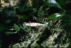 Brookesia superciliaris
