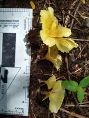 Cotylidia aurantiaca