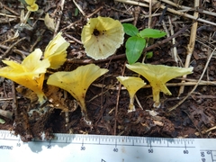 Cotylidia aurantiaca