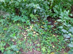 Cotylidia aurantiaca