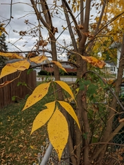Fraxinus pennsylvanica