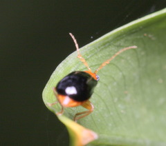 Aulacophora palliata