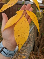 Fraxinus pennsylvanica