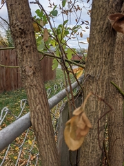 Fraxinus pennsylvanica