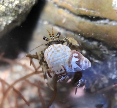 Pacific Hairy Hermit Crab, Capital, CA-BC, CA, photo 7 of 10