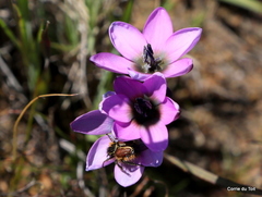 Ixia versicolor