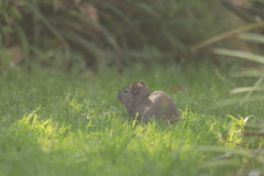 Cavia