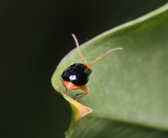 Aulacophora palliata