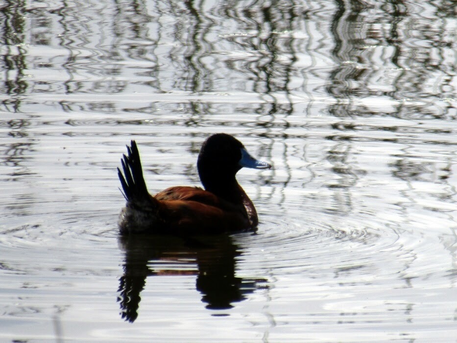 Lake Duck