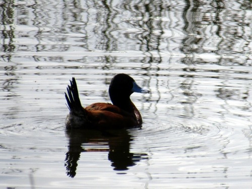 Lake Duck