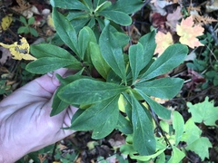 Daphne mezereum