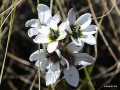 Ixia versicolor