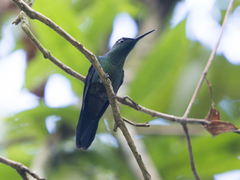 Heliodoxa leadbeateri
