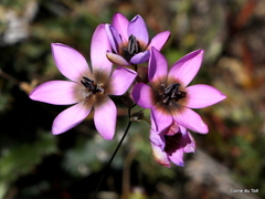 Ixia versicolor